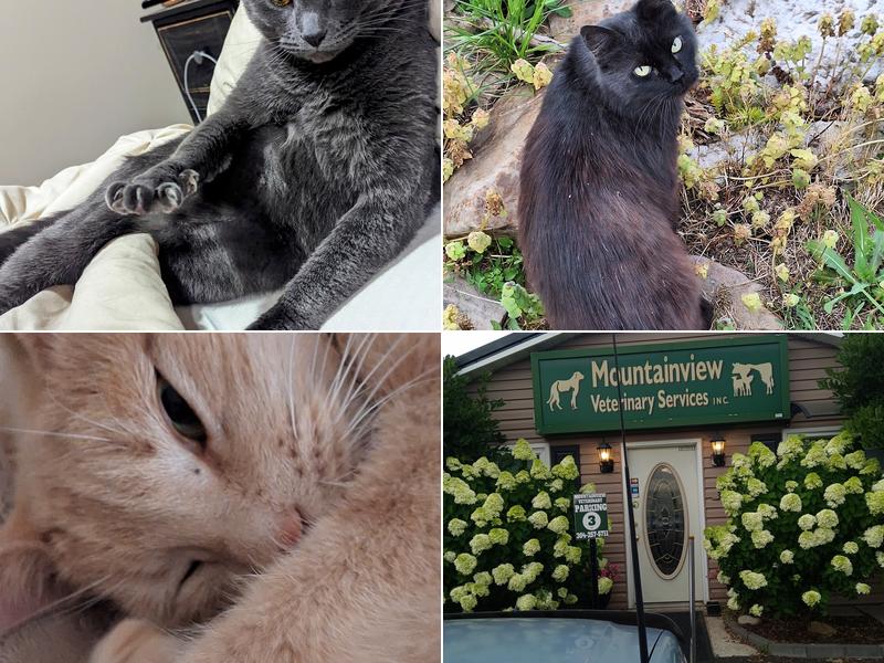 Mountainview Veterinary Services