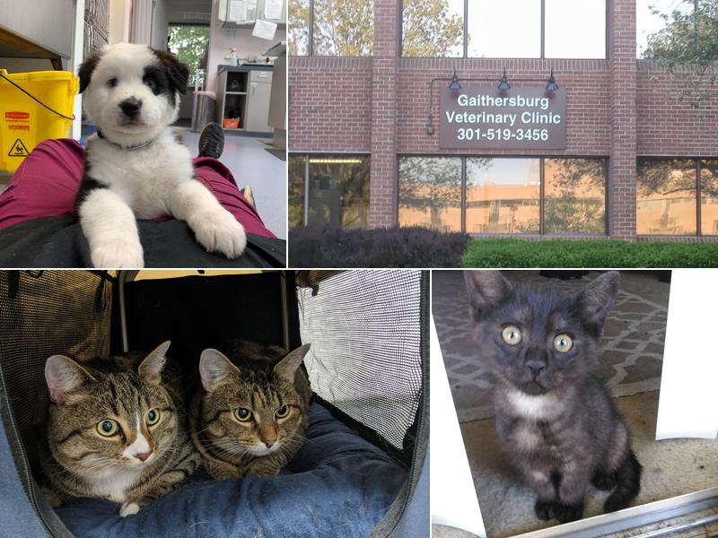Gaithersburg Veterinary Clinic