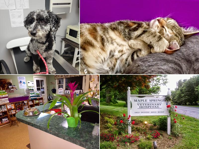 Maple Springs Veterinary Hospital