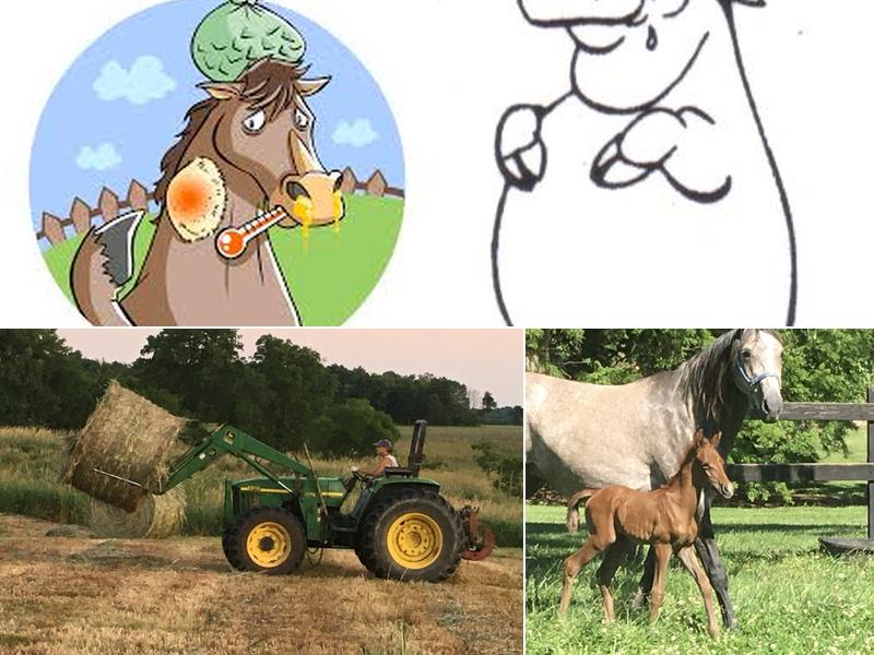 Rudolphi Veterinary Services