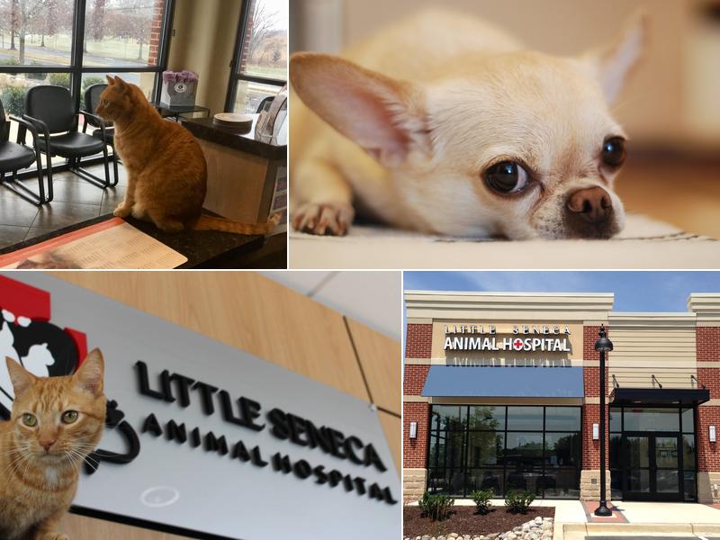 Little Seneca Animal Hospital