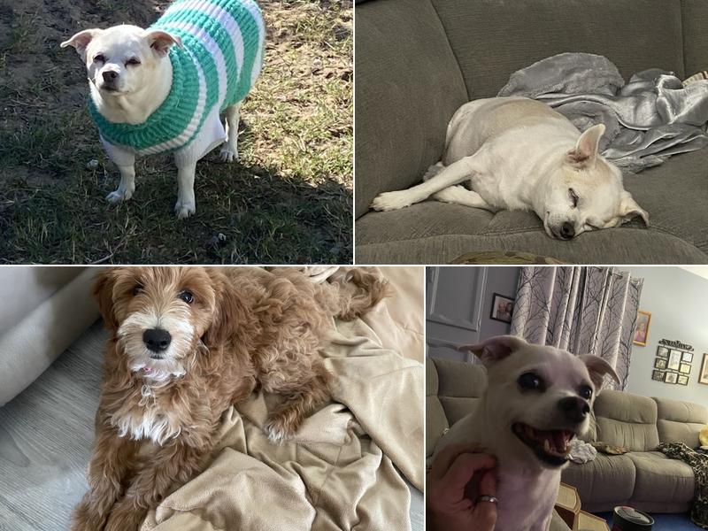 Animal Medical Clinic