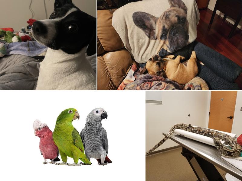 Gambrills Veterinary Center