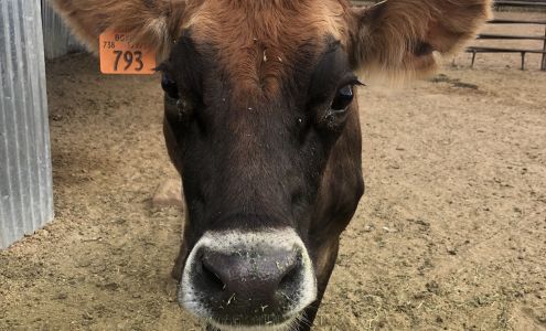 Mountain View Animal Clinic Enoch