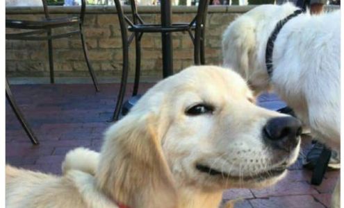 Dedonder Keith D DVM Holton