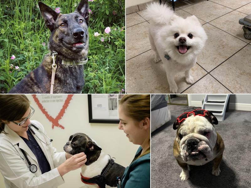 Lakeview Veterinary Hospital