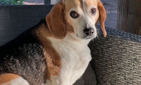 Kowaliga Whole Health Pet Care