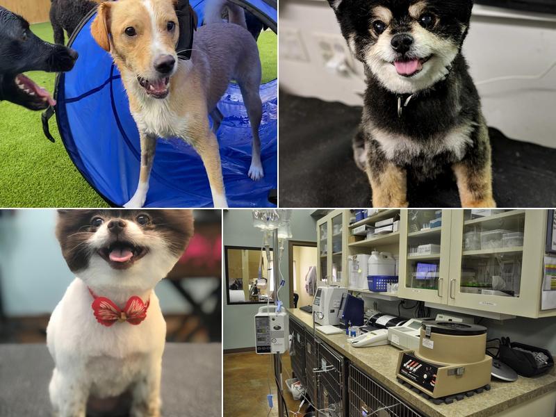 Lafayette Veterinary Care Center