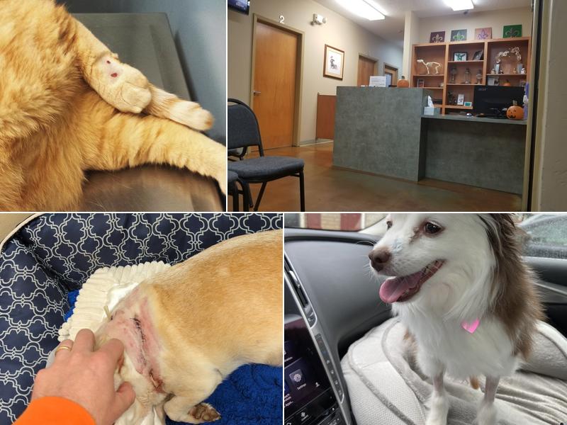 Lafayette Animal Emergency Clinic