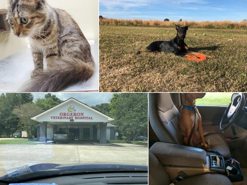 Orgeron Veterinary Hospital