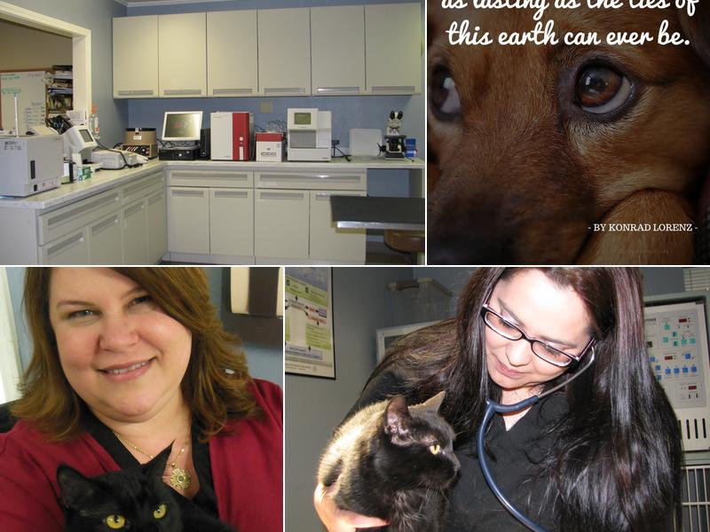 Shreveport Veterinary Internal Medicine