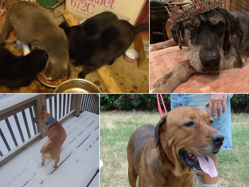 Low Cost Vaccination