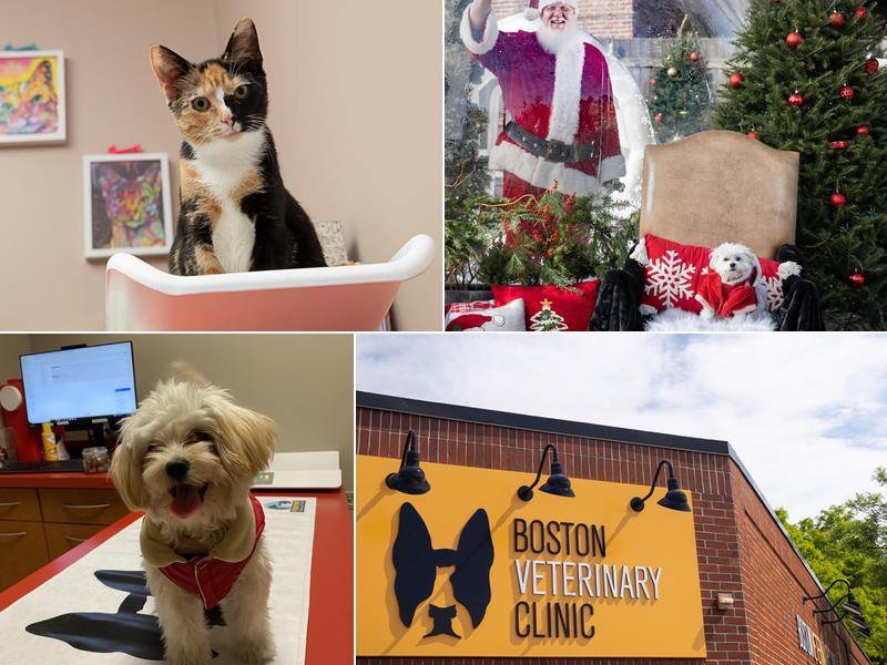 Boston Veterinary Clinic