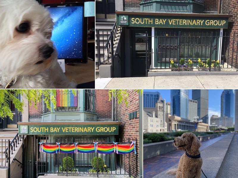 South Bay Veterinary Group