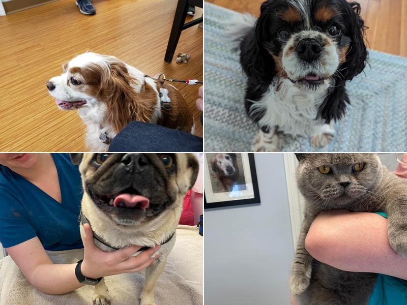 Cushing Square Veterinary Clinic