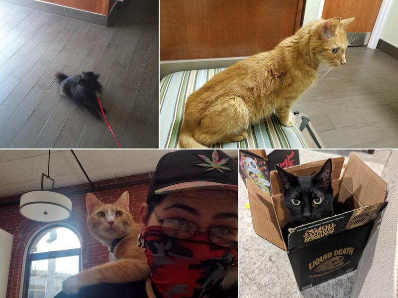 Charlestown Veterinary Hospital