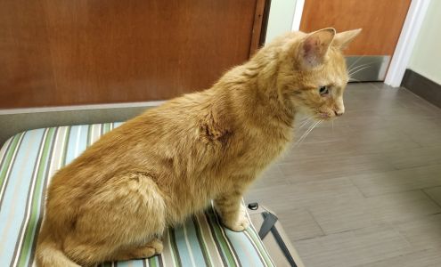 Charlestown Veterinary Hospital