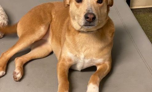 Beantown Bed & Biscuit