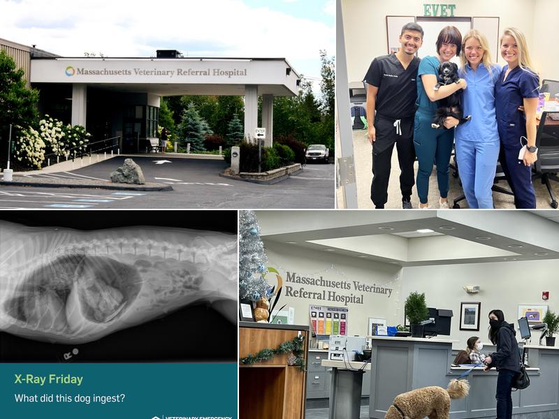Massachusetts Veterinary Referral Hospital