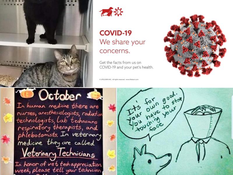 Pineview Veterinary Hospital: Holbert Casey DVM