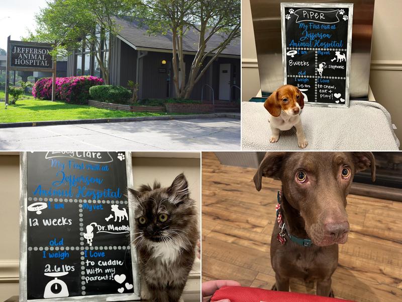 Jefferson Animal Hospital