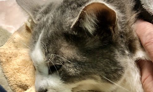 Sherwood Forest Animal Hospital