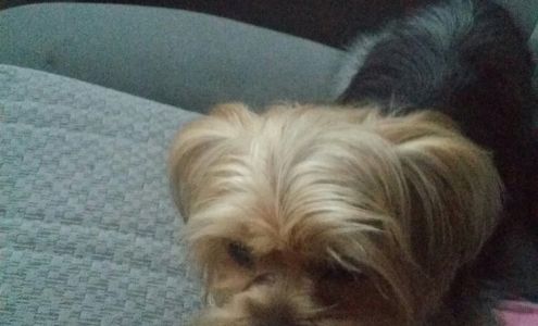 Downtown Animal Hospital: Perkins Dennis DVM Lake Charles