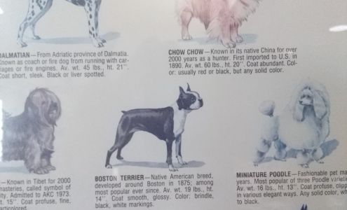 Bayou Animal Clinic 75 Wade St, Luling Louisiana 70070