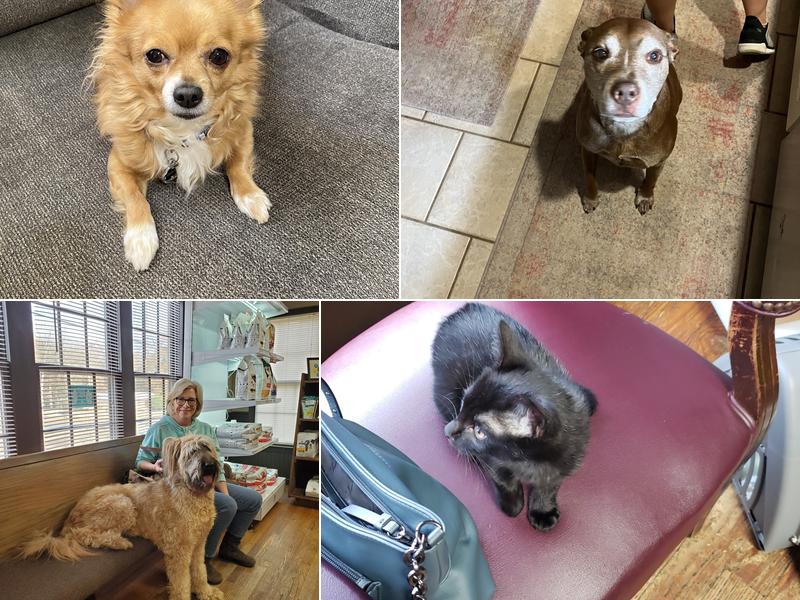 Lindsay Veterinary Clinic