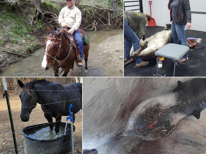 Beasley Equine Clinic