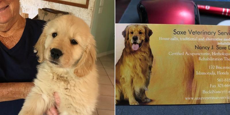 Saxe Veterinary Services