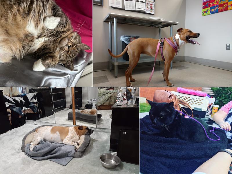 Tufts at Tech Community Veterinary Clinic