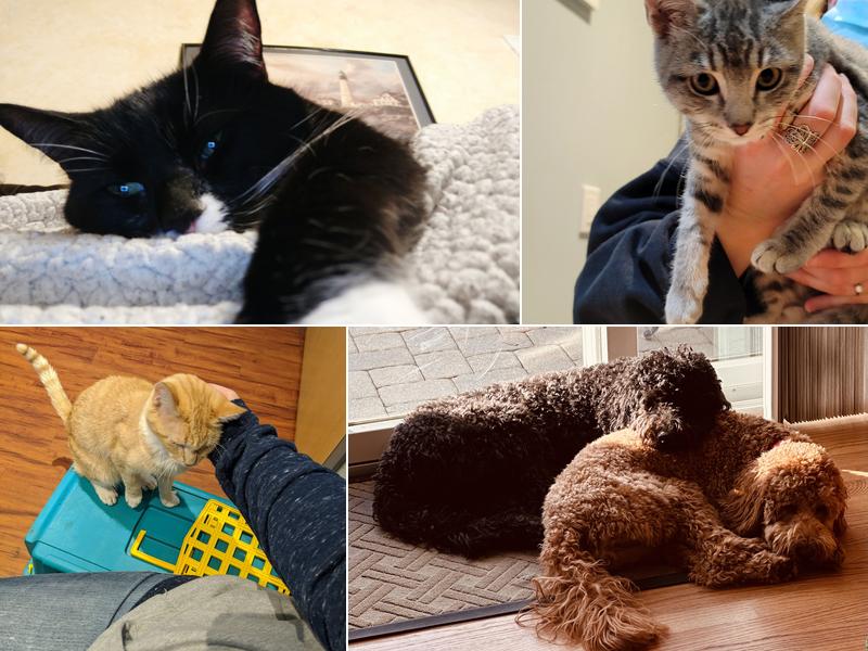 Belvidere Veterinary Hospital, A Thrive Pet Healthcare Partner