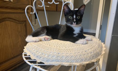 Van Alstyne Veterinary Clinic