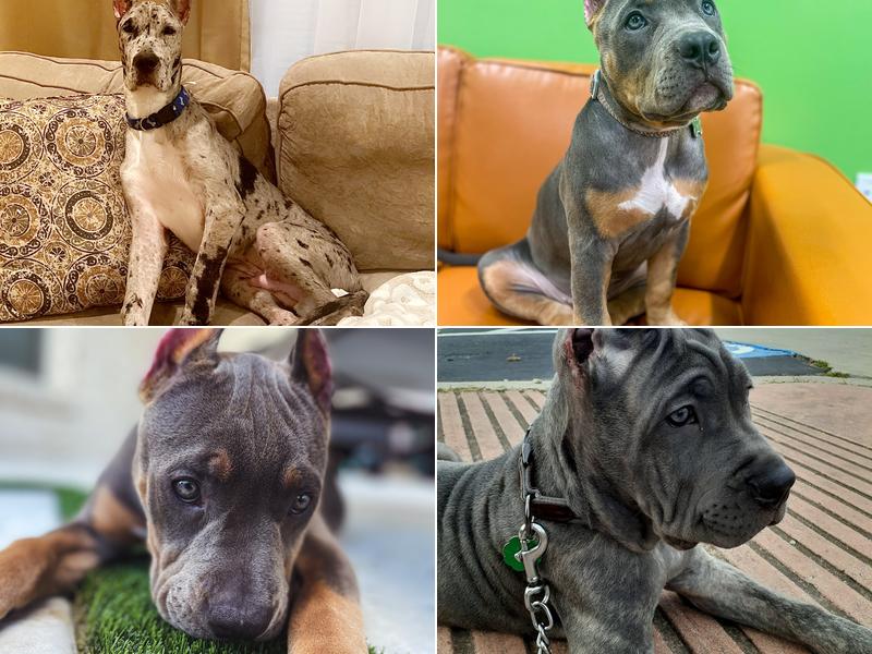 Grand Park Animal Clinic