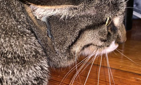 Champaigne David DVM Somerville