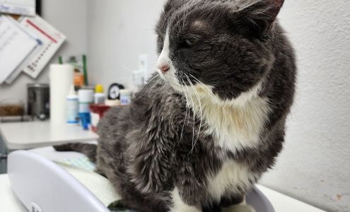 Princeton Veterinary Clinic 901 E Princeton Dr, Princeton Texas 75407