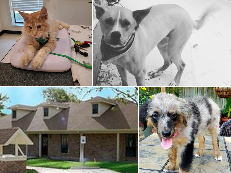 Animal Hospital of Heath Veterinary Clinic