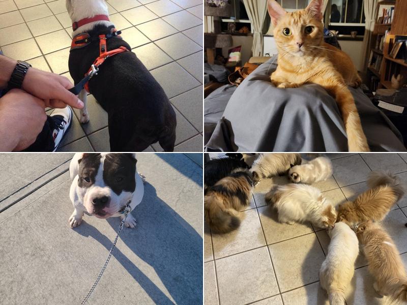 New England Animal Hospital