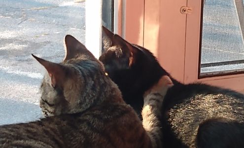 Bridgewater Veterinary Clinic