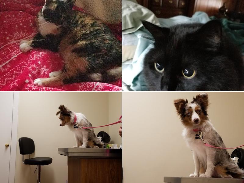 Halifax Veterinary Services