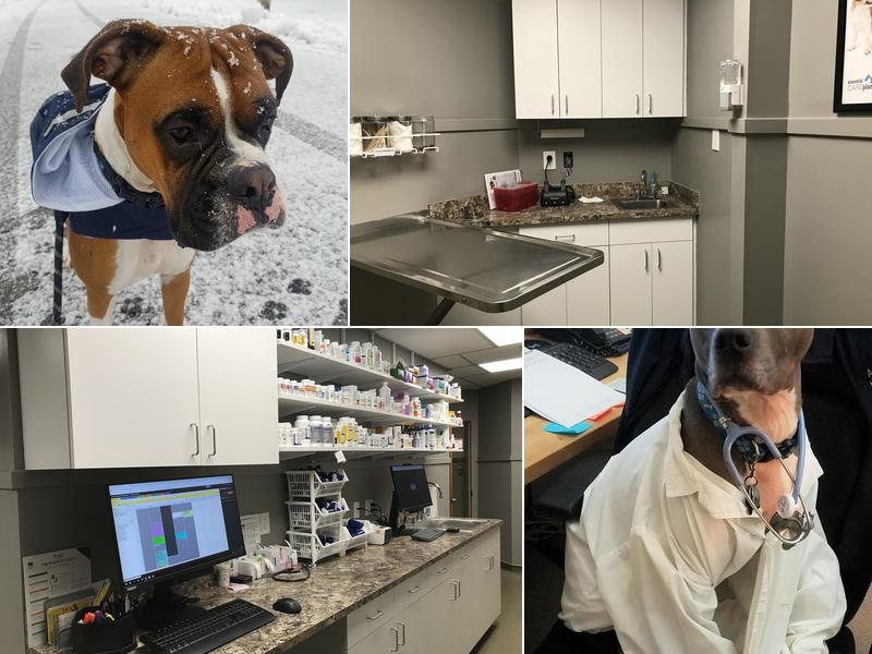 Norwood Animal Hospital, A Thrive Pet Healthcare Partner