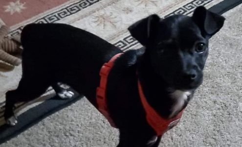 Pecan Gap Pet Clinic 917 FM128, Pecan Gap Texas 75469