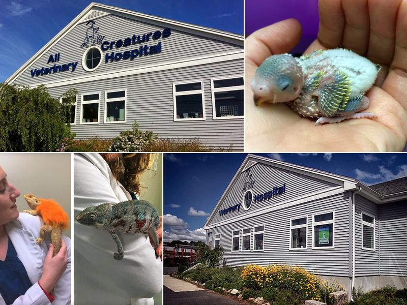 All Creatures Veterinary Hospital