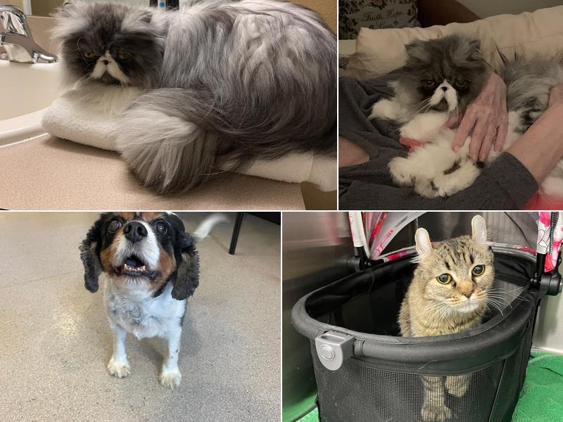 Acoaxet Veterinary Clinic: Grossi Cathy A DVM