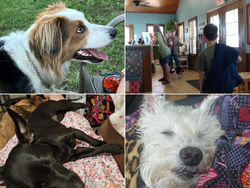 All About Pets Animal Hospital