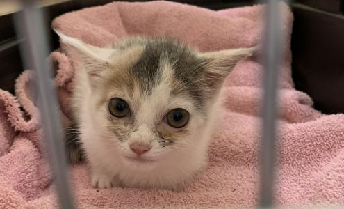 Ace Veterinary Clinic