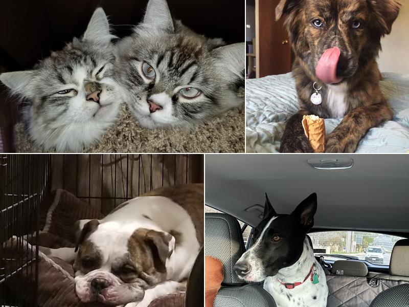 Acres North Animal Hospital