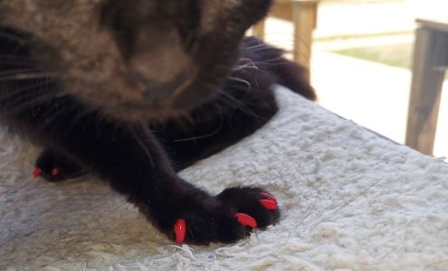 Advanced Animal Health Center