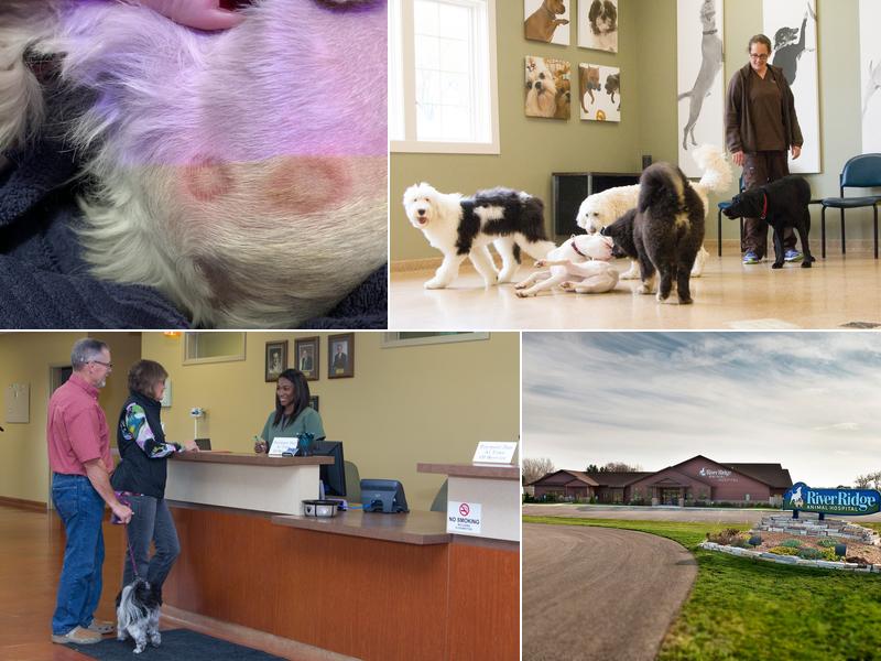 River Ridge Animal Hospital